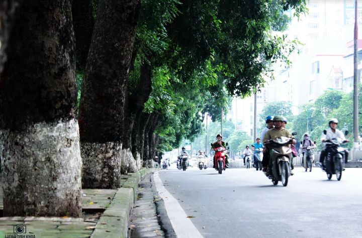 Tiếc nhớ hàng xà cừ cổ thụ trên đường Kim Mã - 3