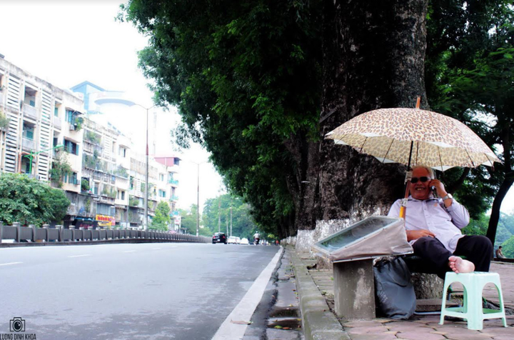 Tiếc nhớ hàng xà cừ cổ thụ trên đường Kim Mã - 6