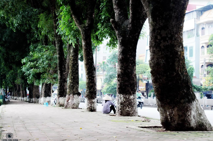 Tiếc nhớ hàng xà cừ cổ thụ trên đường Kim Mã - 4