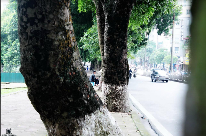 Tiếc nhớ hàng xà cừ cổ thụ trên đường Kim Mã - 7