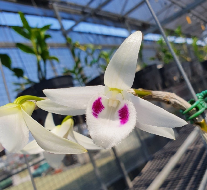 Ông chủ vườn lan Lính Bay và hành trình hơn 30 năm gắn bó với hoa lan - 3