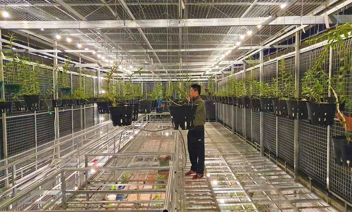 Ông chủ vườn lan Lính Bay và hành trình hơn 30 năm gắn bó với hoa lan - 1