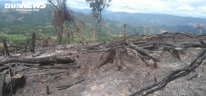 Cận cảnh rừng ở Quảng Nam bị triệt hạ, lấy đất trồng keo - 5