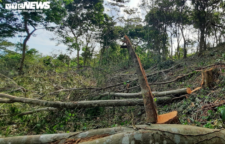 Cận cảnh rừng ở Quảng Nam bị triệt hạ, lấy đất trồng keo - 1