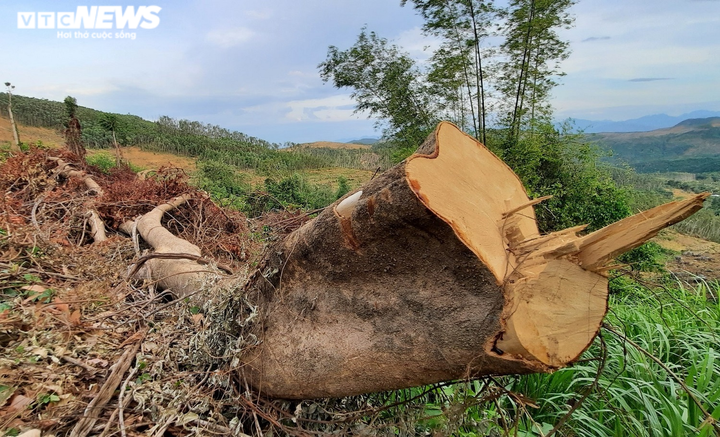 Cận cảnh rừng ở Quảng Nam bị triệt hạ, lấy đất trồng keo - 3