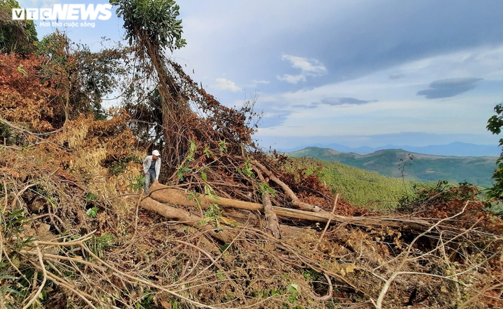 Cận cảnh rừng ở Quảng Nam bị triệt hạ, lấy đất trồng keo - 6