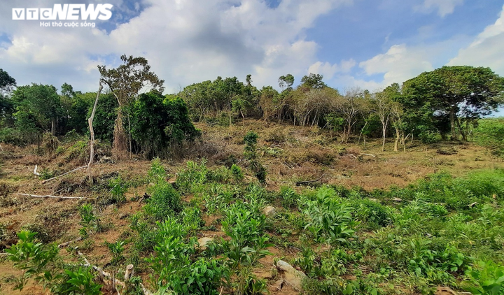 Cận cảnh rừng ở Quảng Nam bị triệt hạ, lấy đất trồng keo - 7