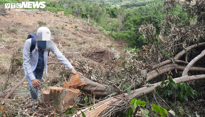 Cận cảnh rừng ở Quảng Nam bị triệt hạ, lấy đất trồng keo - 2