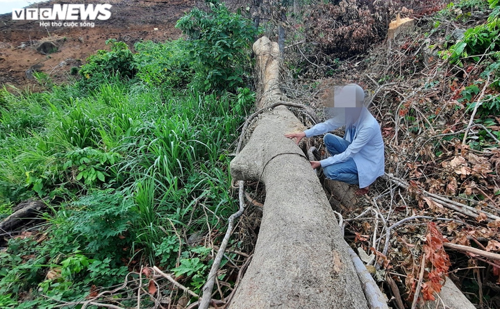 Cận cảnh rừng ở Quảng Nam bị triệt hạ, lấy đất trồng keo - 8