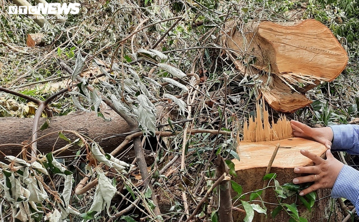 Cận cảnh rừng ở Quảng Nam bị triệt hạ, lấy đất trồng keo - 4