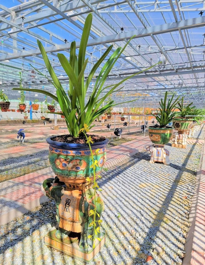 Hội hoa lan Đất Thủ với hành trình lan tỏa yêu thương mùa dịch COVID-19 - 6