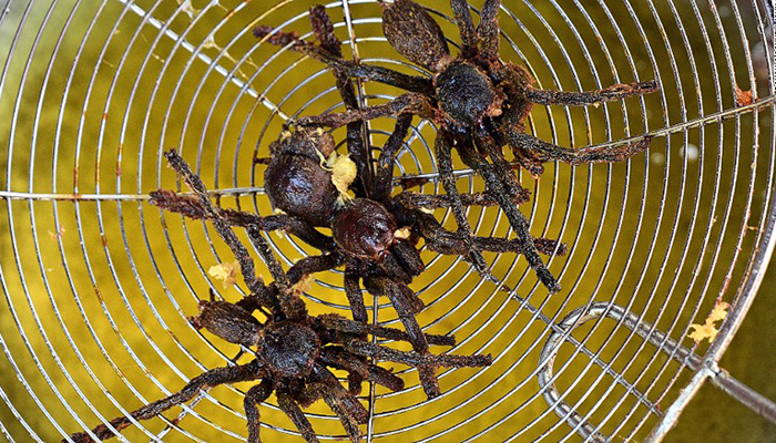 Lạ lùng món nhện độc Campuchia, ai nhìn cũng khiếp vía nhưng vẫn ùn ùn người ăn - 5