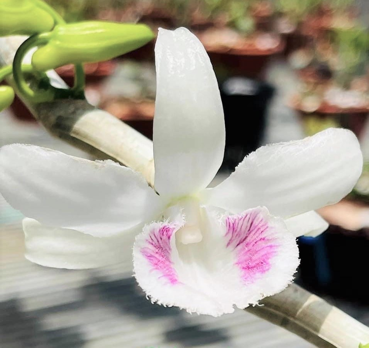 Gặp gỡ cha đẻ của những mặt bông 'độc nhất vô nhị' tại vườn lan Pleiku Xanh - 2