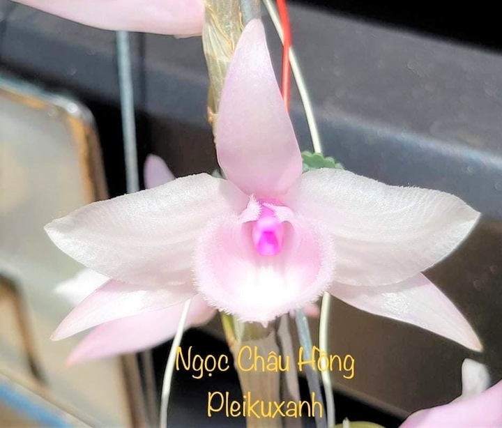 Gặp gỡ cha đẻ của những mặt bông 'độc nhất vô nhị' tại vườn lan Pleiku Xanh - 3