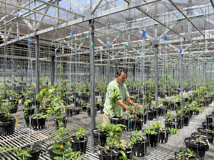 Gặp gỡ cha đẻ của những mặt bông 'độc nhất vô nhị' tại vườn lan Pleiku Xanh - 5