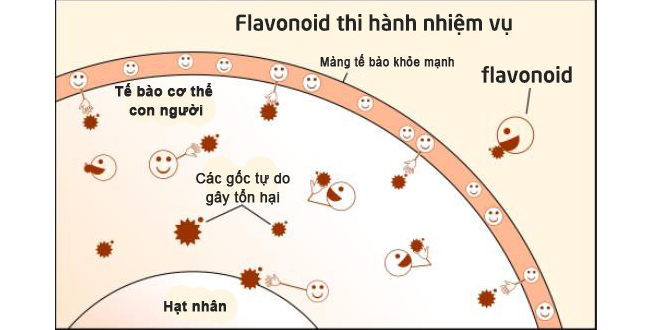 Flavonoid – kho tàng thuốc quý giá của thiên nhiên - 2