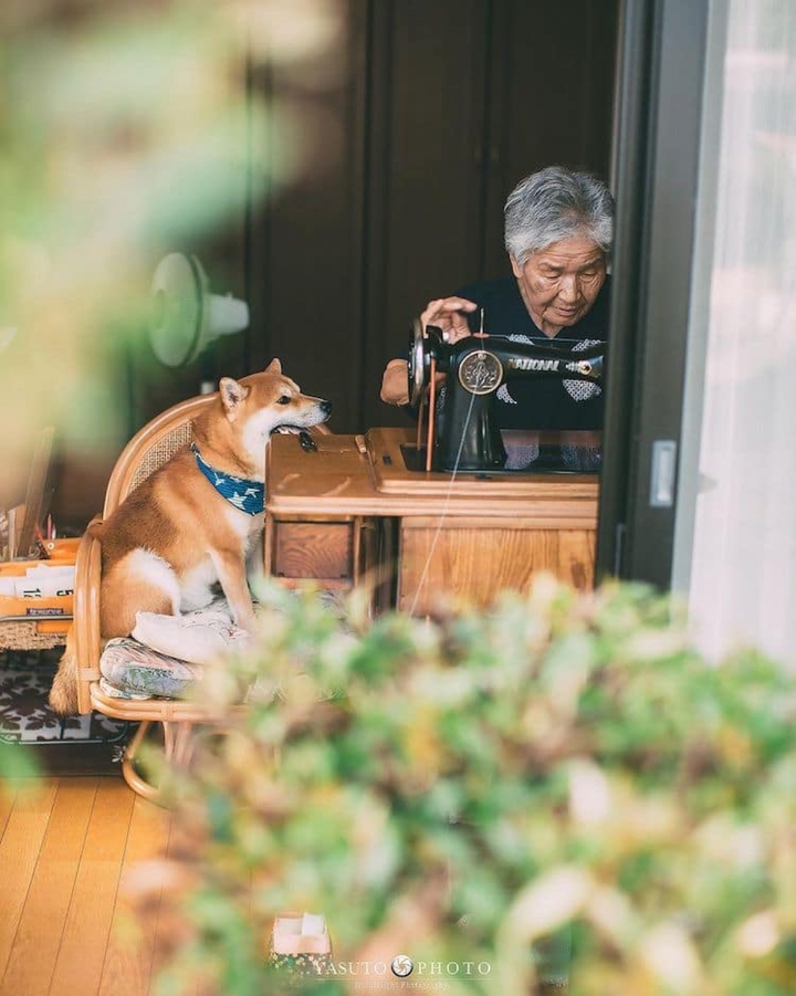 Bộ ảnh bà cụ và chú chó cưng đẹp mộng mơ, gây xúc động mạnh - 4