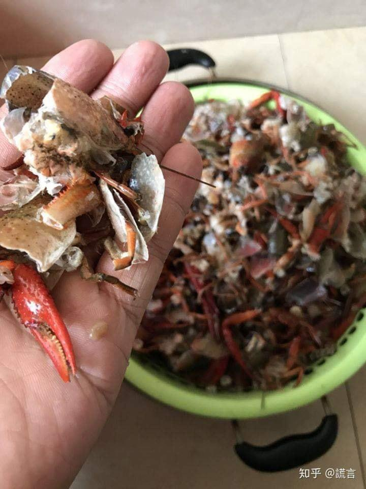 Bắt chước clip mạng, cô gái cho 2,5kg tôm hùm vào máy giặt để rửa và cái kết - 2