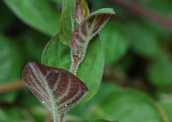 Lạ lùng món bánh miền Tây, chỉ có bột và lá mà ai ăn cũng ghiền - 3