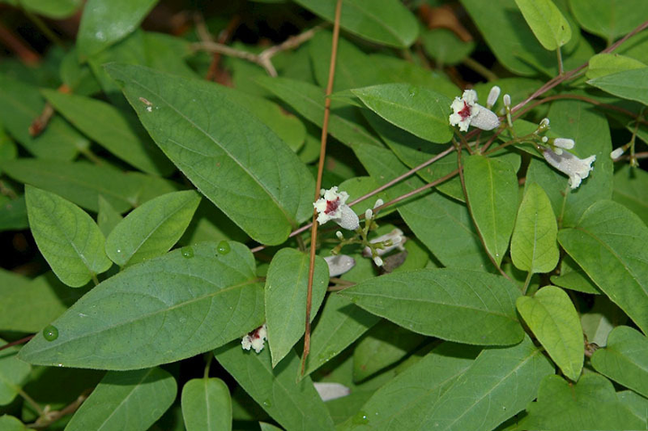 Lạ lùng món bánh miền Tây, chỉ có bột và lá mà ai ăn cũng ghiền - 2