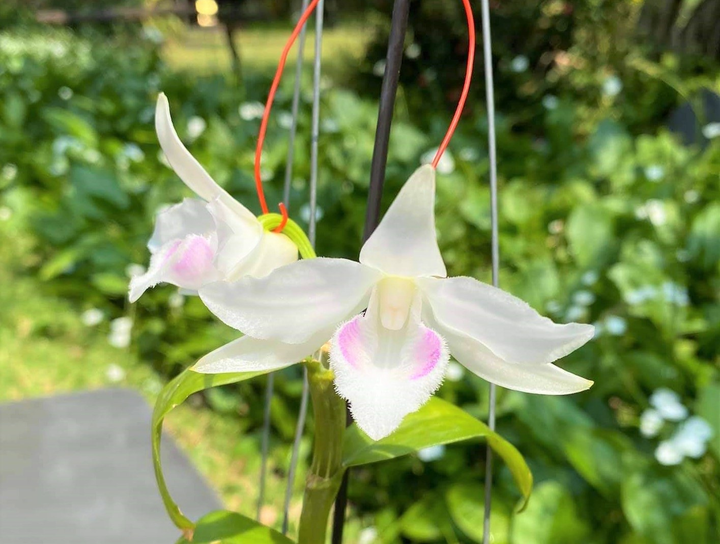 Ông chủ vườn lan Trần Bình và mối lương duyên đặc biệt với hoa lan Phi Điệp - 2