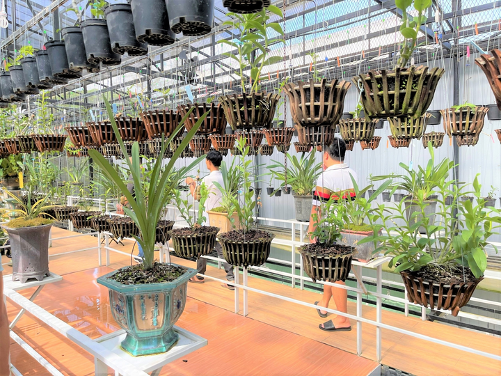 Câu chuyện đời đẫm nước mắt của ông chủ vườn lan Không Gian Rừng - 3