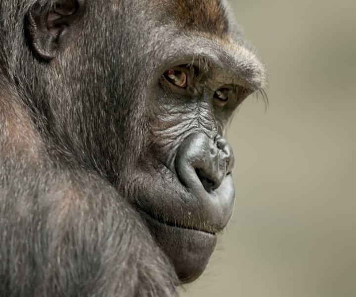 Những bí ẩn trong lịch sử làm đau đầu giới khoa học - 1