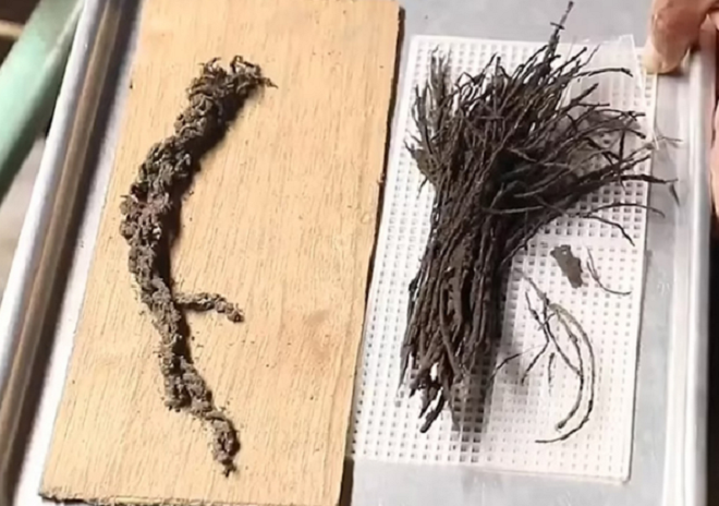 Bó hoa 2.000 năm tuổi còn nguyên dây buộc dưới kim tự tháp - 1