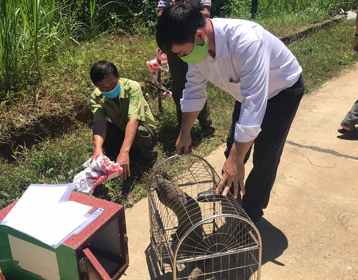 Lâm Đồng bàn giao tê tê quý hiếm cho Vườn Quốc gia Cát Tiên - 1