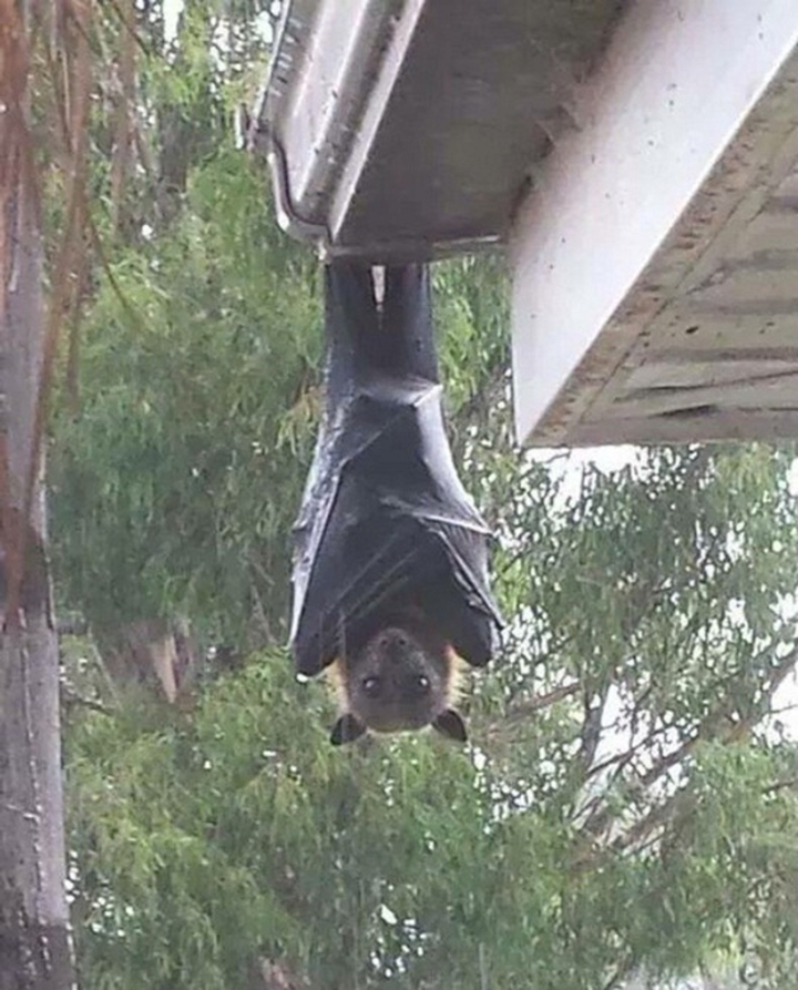 Sinh vật hệt như ‘người dơi’ khiến dân tình giật mình ngỡ quái vật - 2