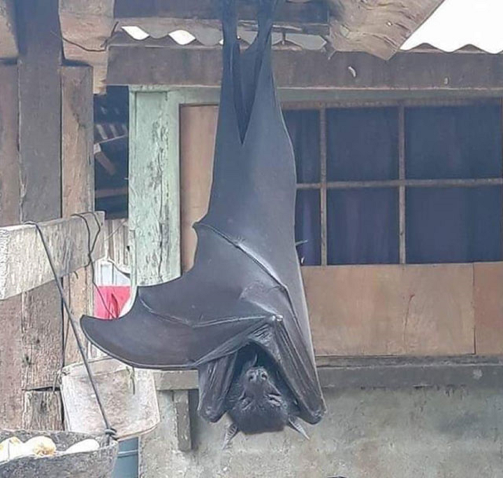 Sinh vật hệt như ‘người dơi’ khiến dân tình giật mình ngỡ quái vật - 1