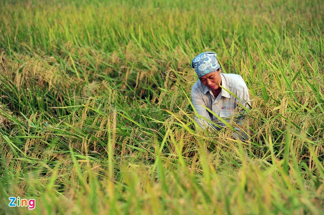 Đề xuất phân ‘luồng xanh’ cho vận chuyển gạo bằng đường sông - 1