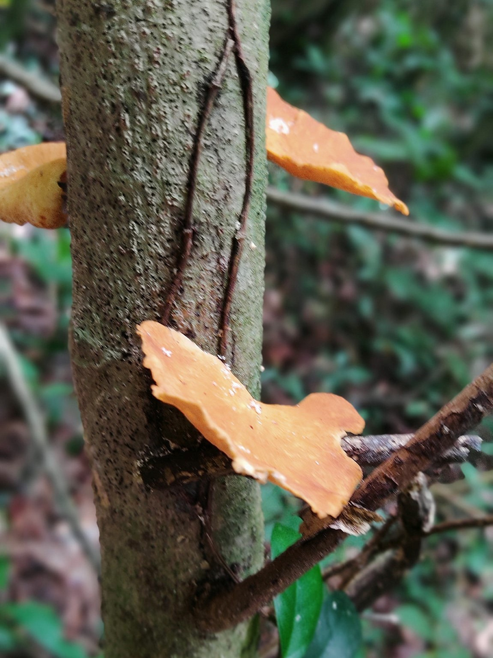 4 người kẹt trong rừng 1, 5 tháng vì dịch ảnh 2 Đi cắm trại, 4 người kẹt 1,5 tháng trên núi ở Bà Rịa - Vũng Tàu vì COVID-19 - 3