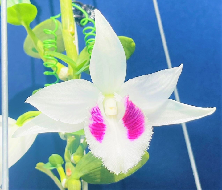 Từ thợ sửa điện đến ông chủ vườn lan nhiều người mơ ước - 2