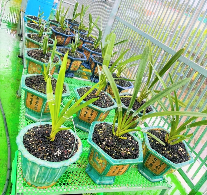 Từ thợ sửa điện đến ông chủ vườn lan nhiều người mơ ước - 3