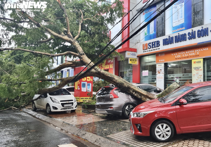 Video, hình ảnh cây đổ hàng loạt, đè bẹp ô tô sau mưa lớn ở thành phố Pleiku - 2