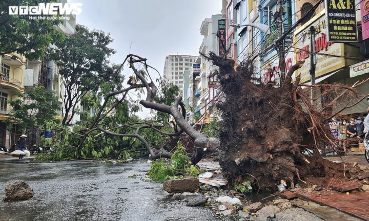 Video, hình ảnh cây đổ hàng loạt, đè bẹp ô tô sau mưa lớn ở thành phố Pleiku - 6