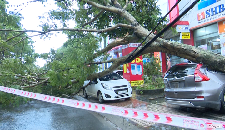 Video, hình ảnh cây đổ hàng loạt, đè bẹp ô tô sau mưa lớn ở thành phố Pleiku - 3