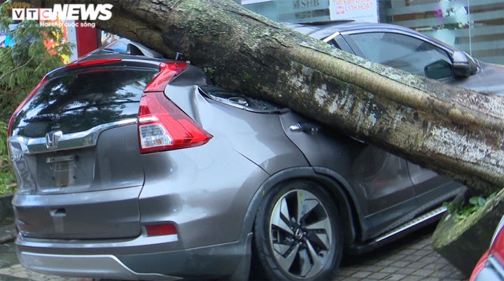 Video, hình ảnh cây đổ hàng loạt, đè bẹp ô tô sau mưa lớn ở thành phố Pleiku - 4