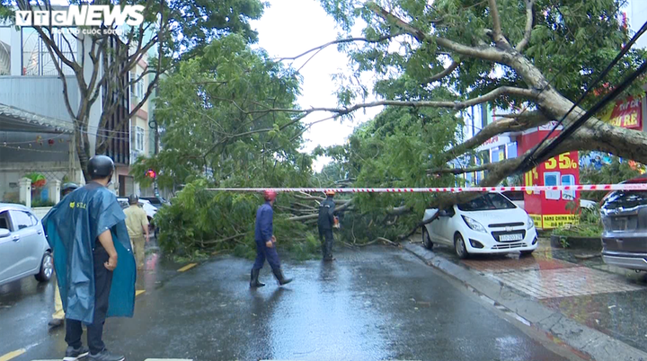 Video, hình ảnh cây đổ hàng loạt, đè bẹp ô tô sau mưa lớn ở thành phố Pleiku - 9
