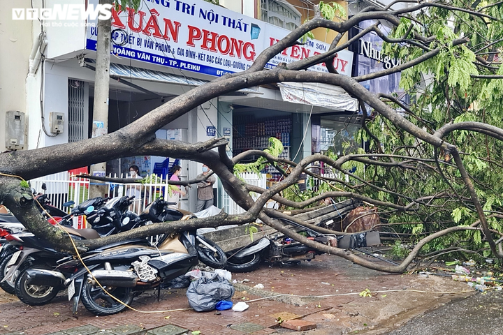Video, hình ảnh cây đổ hàng loạt, đè bẹp ô tô sau mưa lớn ở thành phố Pleiku - 5
