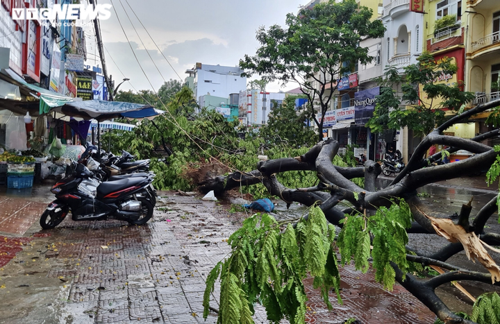 Video, hình ảnh cây đổ hàng loạt, đè bẹp ô tô sau mưa lớn ở thành phố Pleiku - 7