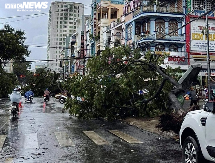 Video, hình ảnh cây đổ hàng loạt, đè bẹp ô tô sau mưa lớn ở thành phố Pleiku - 8