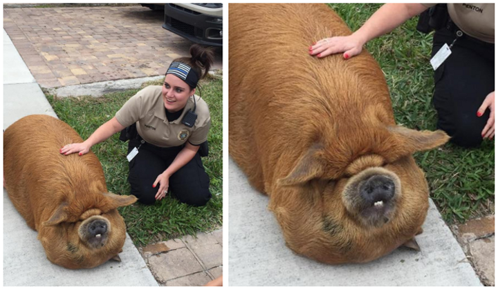 Hú hồn với những loài động vật bị 'lỗi' ngay từ khâu tạo hình của mẹ thiên nhiên - 9