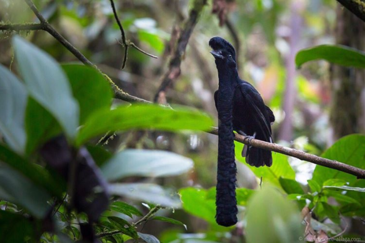 Hú hồn với những loài động vật bị 'lỗi' ngay từ khâu tạo hình của mẹ thiên nhiên - 7