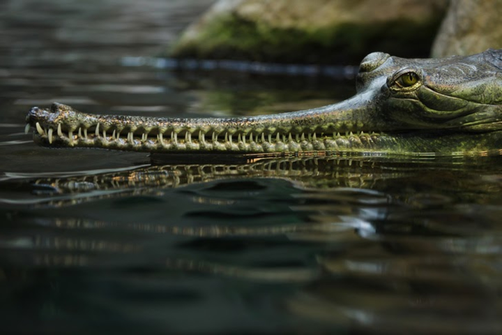 Hú hồn với những loài động vật bị 'lỗi' ngay từ khâu tạo hình của mẹ thiên nhiên - 8