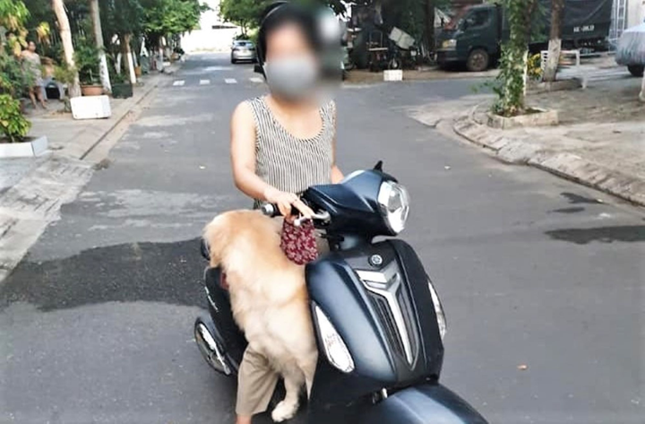 Đà Nẵng: Nhiều người bị phạt vì cố tình ra đường, chở chó đi dạo - 1