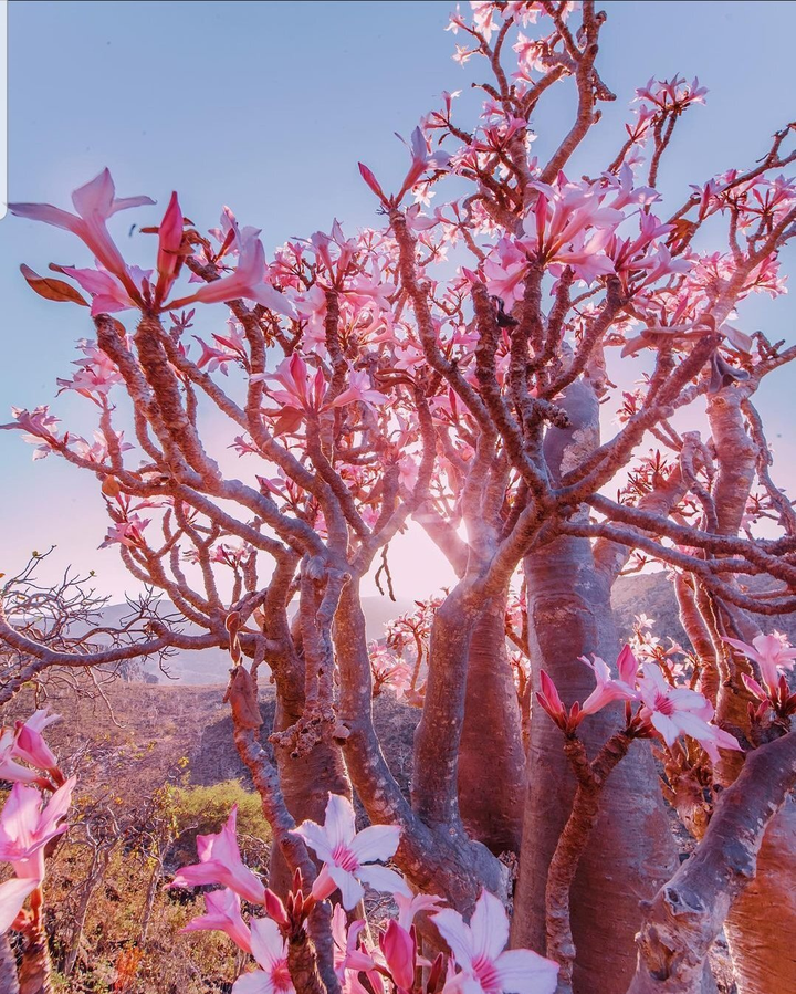 Du hí hòn đảo kỳ lạ nhất hành tinh, mỗi bước chân như lạc vào thế giới khác - 6