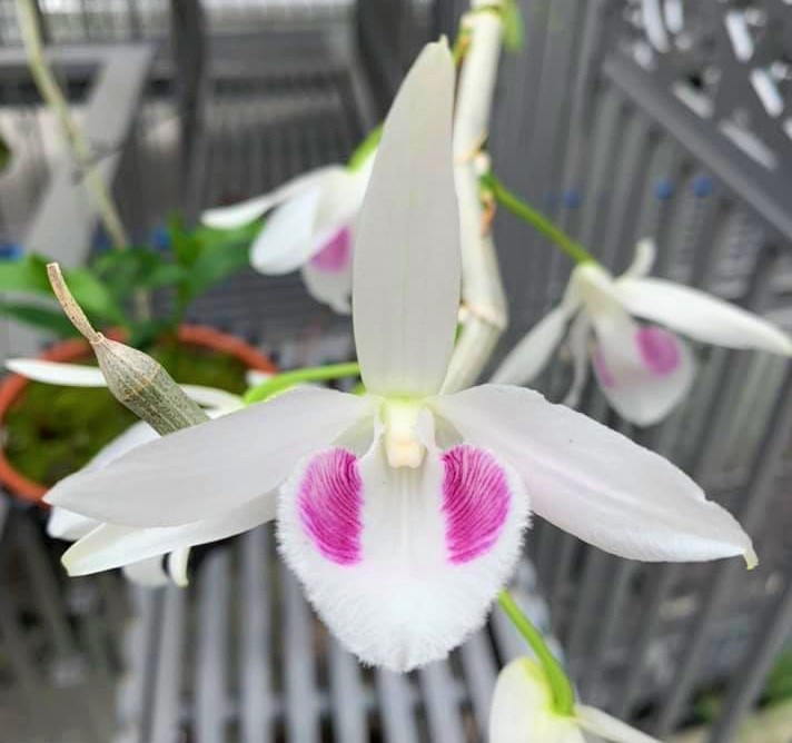 Chủ vườn lan Phương Râu và niềm hi vọng về một ngành lan phát triển bền vững - 2