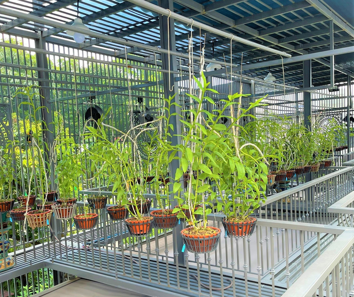 Chủ vườn lan Phương Râu và niềm hi vọng về một ngành lan phát triển bền vững - 3